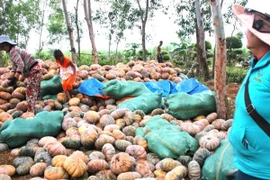 Bí đỏ rớt giá thảm, nông dân lao đao