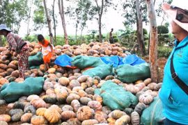 Bí đỏ rớt giá thảm, nông dân lao đao