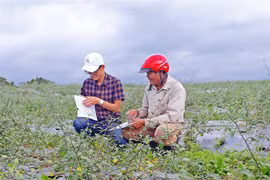 Kông Chro phát triển cây dược liệu theo hướng hàng hóa