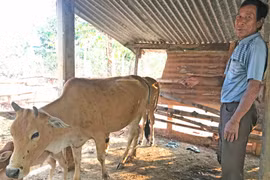 Gia Lai quyết liệt phòng-chống bệnh viêm da nổi cục trên trâu, bò