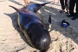 Cá heo nặng 8 tạ lụy vào bờ biển Quảng Nam
