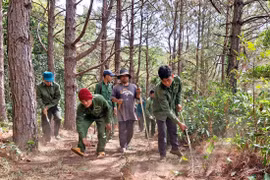 Gia Lai: Phát huy hiệu quả công tác quản lý, bảo vệ rừng