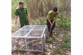Khởi tố vụ án nuôi nhốt động vật hoang dã trái phép