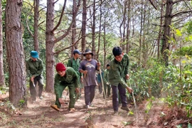 Gia Lai: Phát huy hiệu quả công tác quản lý, bảo vệ rừng