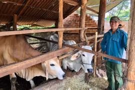 Đak Đoa chú trọng lai cải tạo đàn bò