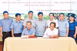 Gia Lai: Liên kết sản xuất và tiêu thụ nông sản để nông nghiệp phát triển bền vững
