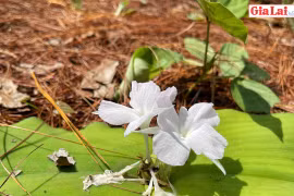 Mùa hoa tam thất đất
