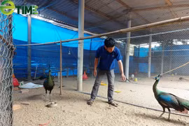 Bỏ phố về quê, chàng trai "thuần phục" đàn ong dú, chim trĩ, gà kiểng… hái ra tiền