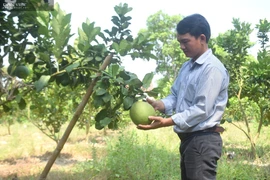 Bình Định: Vùng đất này ông trời tiết kiệm nước mưa, nông dân trồng cây gì mà ra trái quá trời?