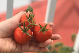 Những nhóm người không nên ăn cà chua