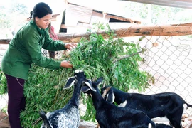 Chư Sê quan tâm tạo sinh kế cho nông dân thoát nghèo