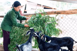 Chư Sê quan tâm tạo sinh kế cho nông dân thoát nghèo