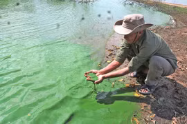 Cảnh báo ô nhiễm nguồn nước mặt ở Gia Lai Kỳ 1: Ô nhiễm cục bộ