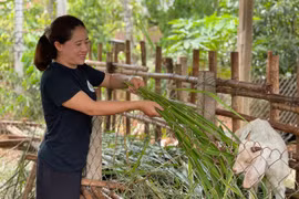 Nông hội chăn nuôi dê xã Glar phát huy hiệu quả