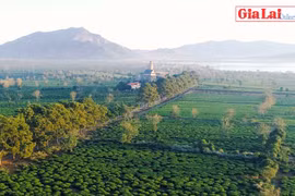 Biển Hồ chè và hàng thông trăm tuổi huyện Chư Păh