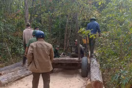 "Nóng" tình trạng phá rừng làm rẫy tại Ia Mơr