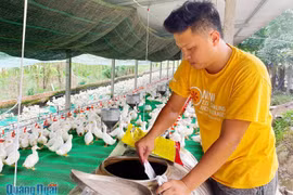 Kỹ sư khởi nghiệp với mô hình chăn nuôi