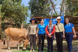 Pleiku: Tặng bò giống cho hộ phụ nữ nghèo