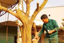 Chuyện nghề đào núi dời cây