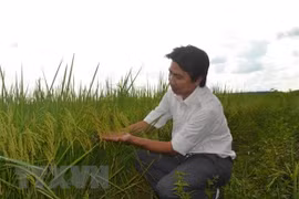 Gấp rút bảo hộ thương hiệu gạo ST24 và ST25 tại các thị trường quốc tế