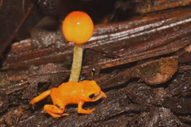 Phát hiện loài cóc bí ngô cực độc phát sáng trong bóng tối