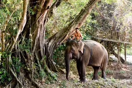 Ký ức voi làng Bua