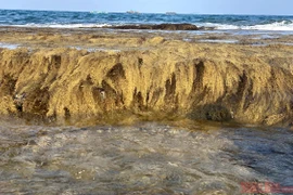 Bức tường bí ẩn dưới đáy biển Quy Nhơn