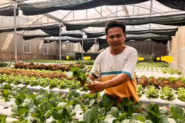 Chư Păh phát triển nông nghiệp ứng dụng công nghệ cao