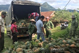 Đắk Lắk: Thứ cây lá mọc đầy gai, ra trái chín vàng thơm khắp đồi thế mà bán trầy bán trật, đến khổ!