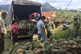 Đắk Lắk: Thứ cây lá mọc đầy gai, ra trái chín vàng thơm khắp đồi thế mà bán trầy bán trật, đến khổ!