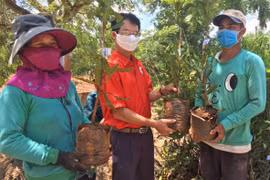 Hỗ trợ cây giống mắc ca trị giá 500 triệu đồng cho người dân xã Krong