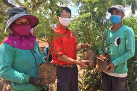 Hỗ trợ cây giống mắc ca trị giá 500 triệu đồng cho người dân xã Krong