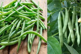 Lợi ích của đậu que đối với sức khỏe và sinh sản mà ít ai biết đến