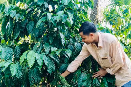 Cà phê ghép chồi: Kháng bệnh tốt, năng suất cao