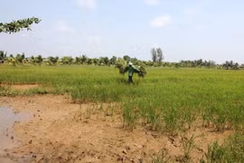 Điều kiện chuyển nhượng đất nông nghiệp đã hết hạn sử dụng