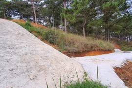 Ngang nhiên làm đường bê tông trong rừng thông Đà Lạt