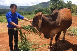 "Thủ lĩnh" thanh niên ở Kon Gang