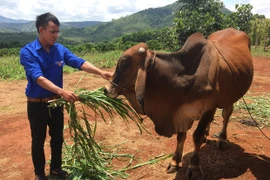 "Thủ lĩnh" thanh niên ở Kon Gang