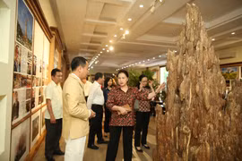 Hồi sinh trầm hương