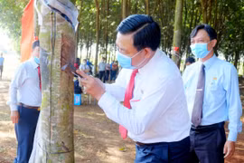 Giá cao su hôm nay 25/5: Trung Quốc "săn" lượng mủ cao su khổng lồ, doanh nghiệp điều chỉnh giá tăng liên tục