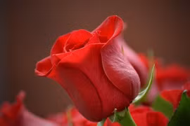 Bất ngờ trước lợi ích sức khỏe từ hoa hồng