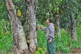 Kon Gang: Những năm tháng hào hùng