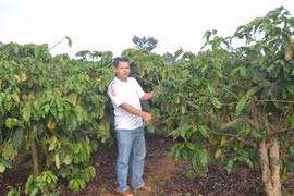 Ia Grai phát huy hiệu quả vốn tín dụng chính sách