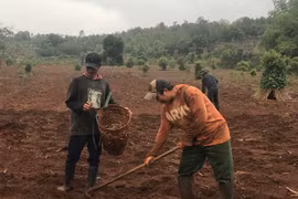 Gia Lai: Nhiều nông dân thiệt hại do gieo trồng quá sớm vụ mùa