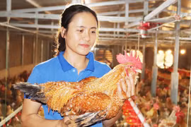 Nuôi gà thu nhập tiền tỉ mỗi năm