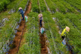 Nông dân phía Đông tỉnh Gia Lai thua lỗ vì giá ớt giảm sâu