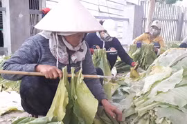 Phụ nữ Krông Pa giúp nhau phát triển kinh tế gia đình