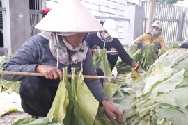 Phụ nữ Krông Pa giúp nhau phát triển kinh tế gia đình