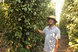 Giá hồ tiêu tăng, nông dân vẫn phải cẩn trọng với việc trồng mới