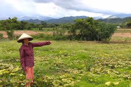 Kông Chro: Giá bí đỏ giảm mạnh, nông dân lo lắng